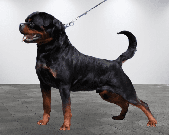 Kraftige, flotte rottweilervalper ventes i august!