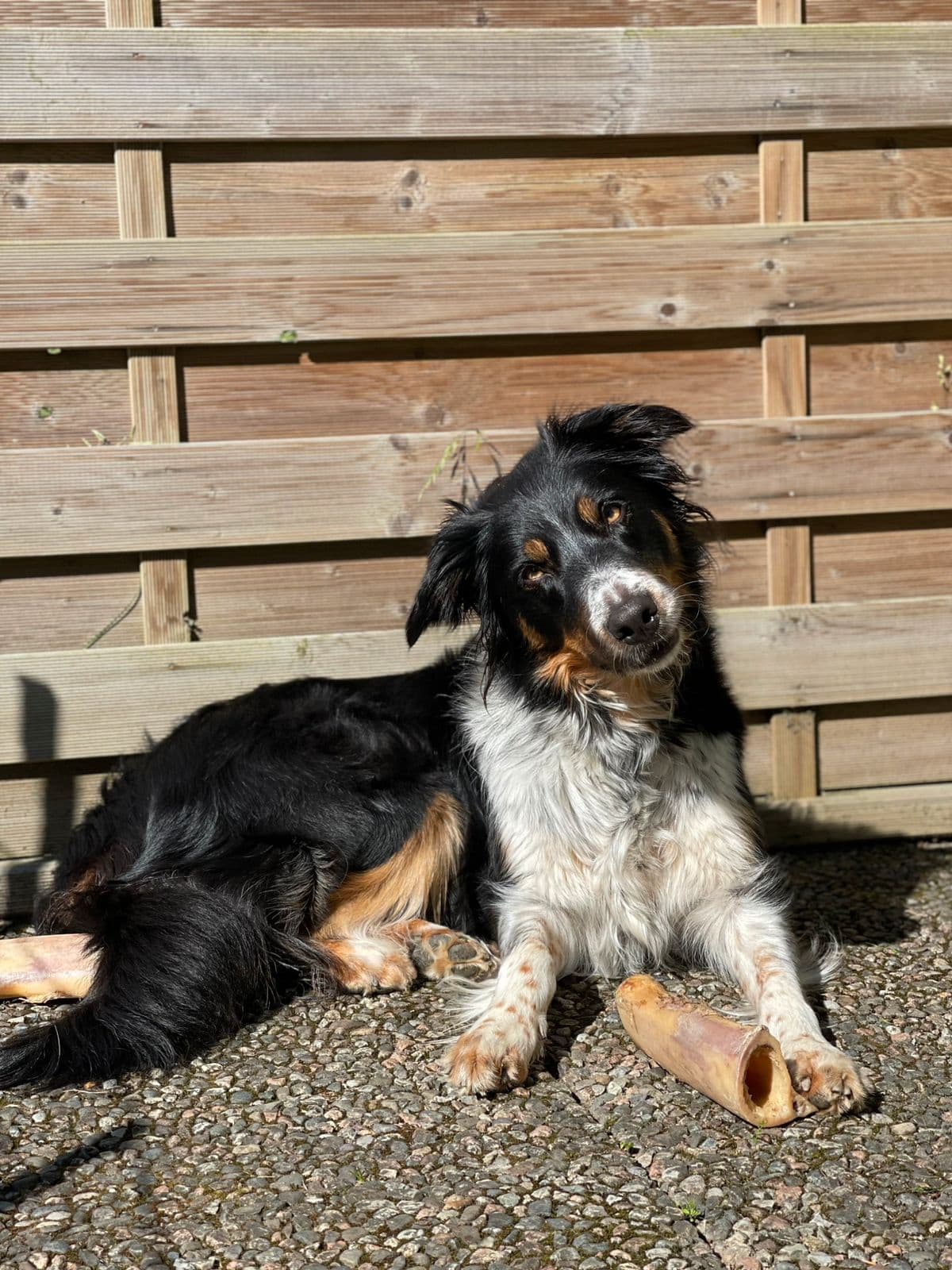 Border Collie Valper