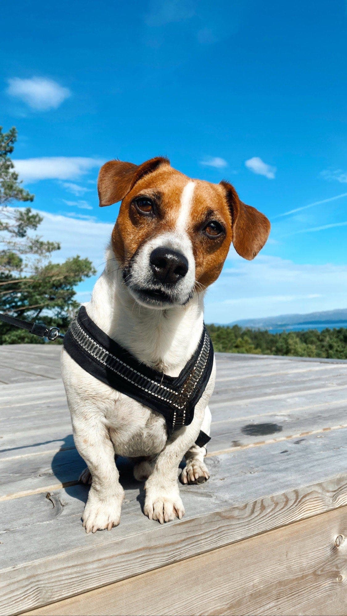 Omplassering av vår kjære Leo