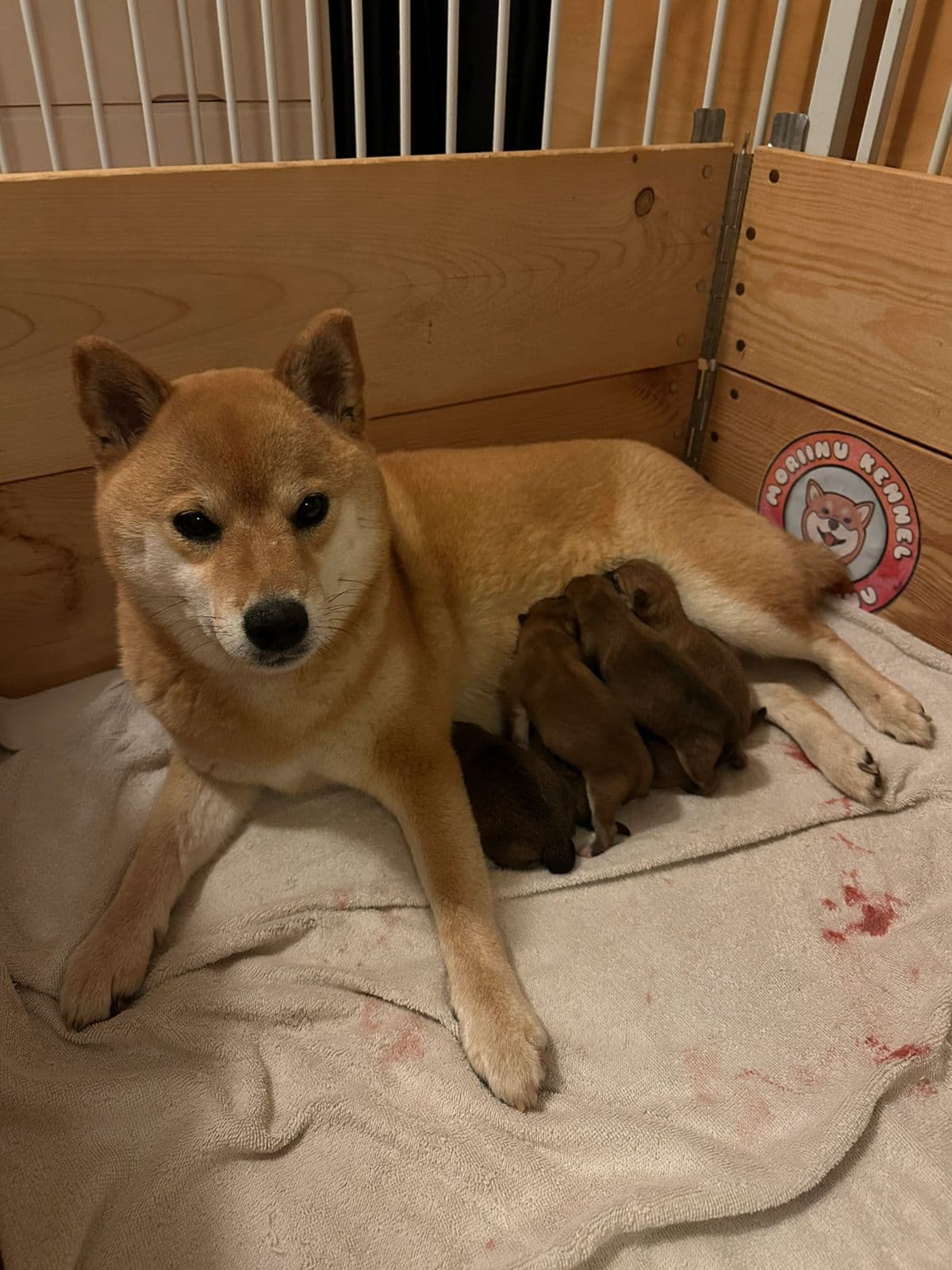 Shiba Inu-valper (tisper)
