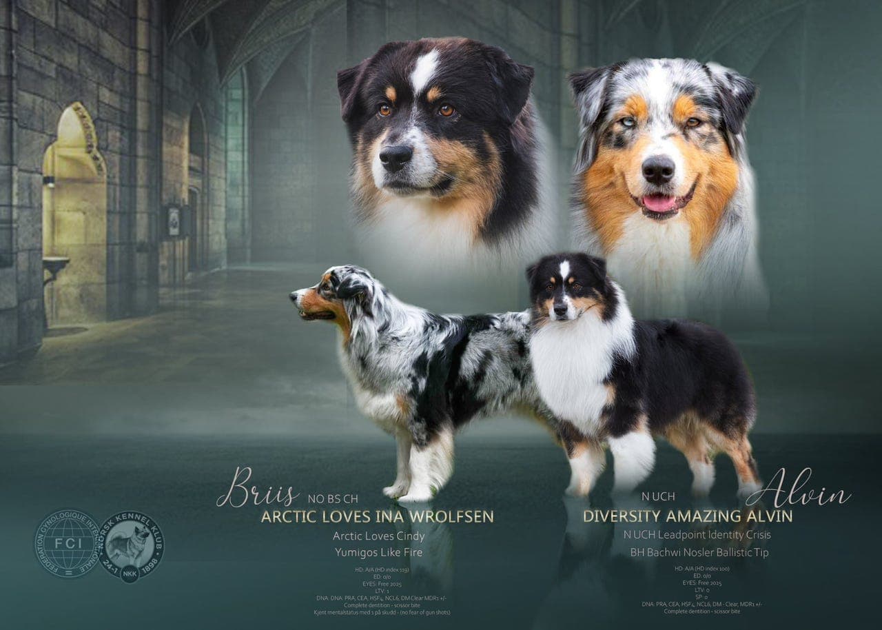 Austalian Shepherd hannhund ledig