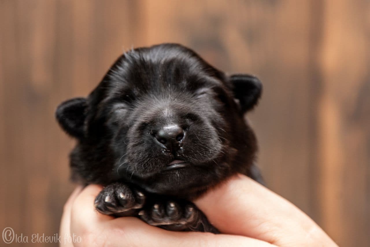 Svensk lapphund valp
