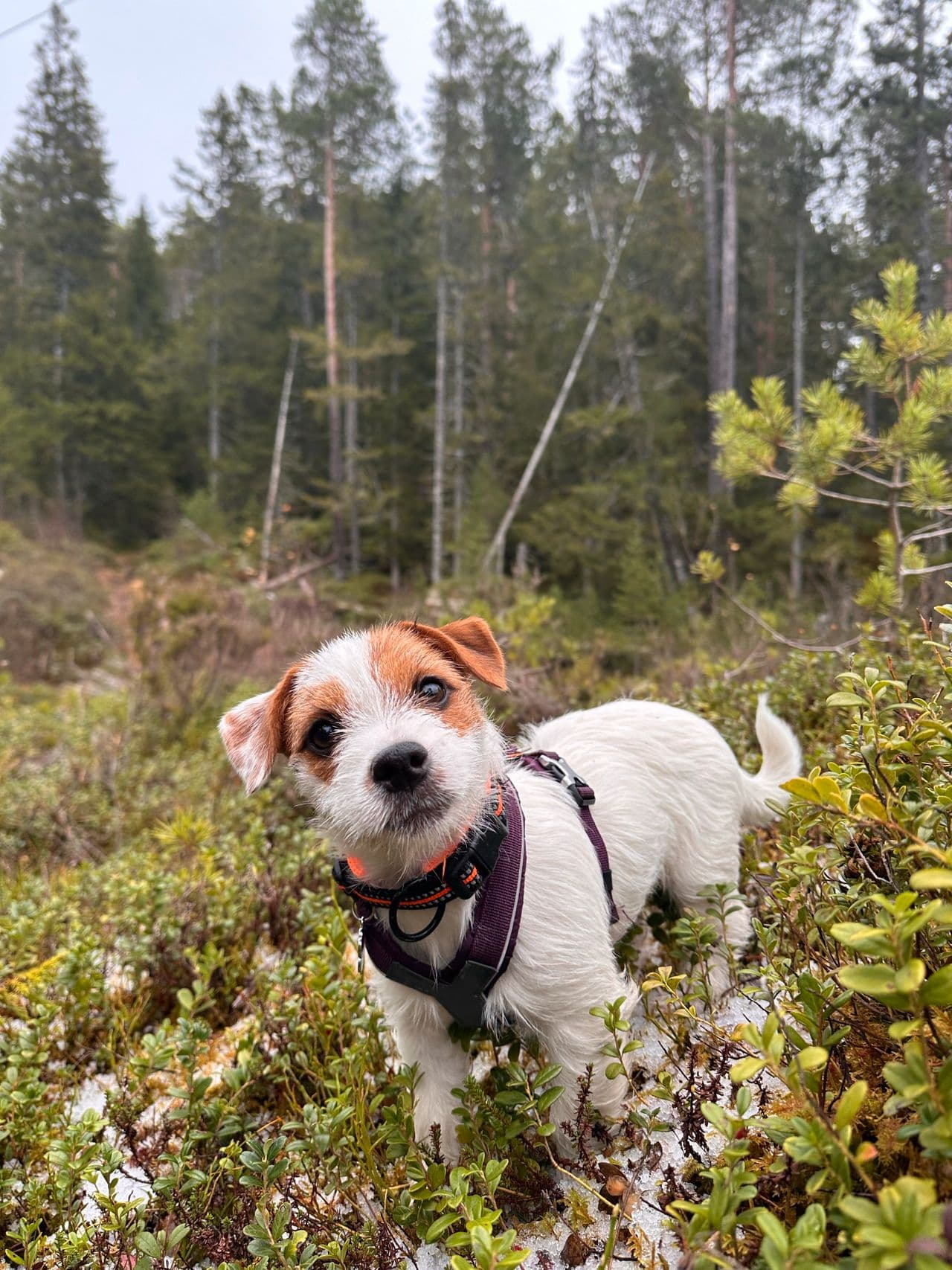 Jack Russell Terrier tispe – 1 år – med stamtavle, søker nytt hjem