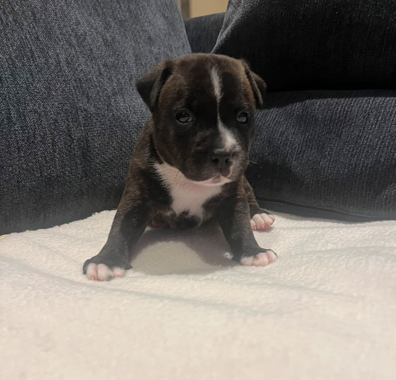 Kennel Hundepatruljen - Staffordshire Bull Terrier valper