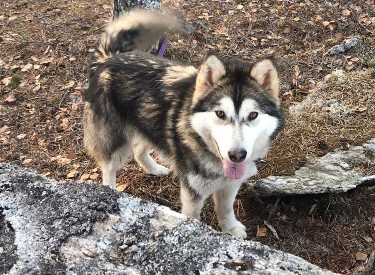 Alaskan Malamute Bea ønsker seg et nytt hjem
