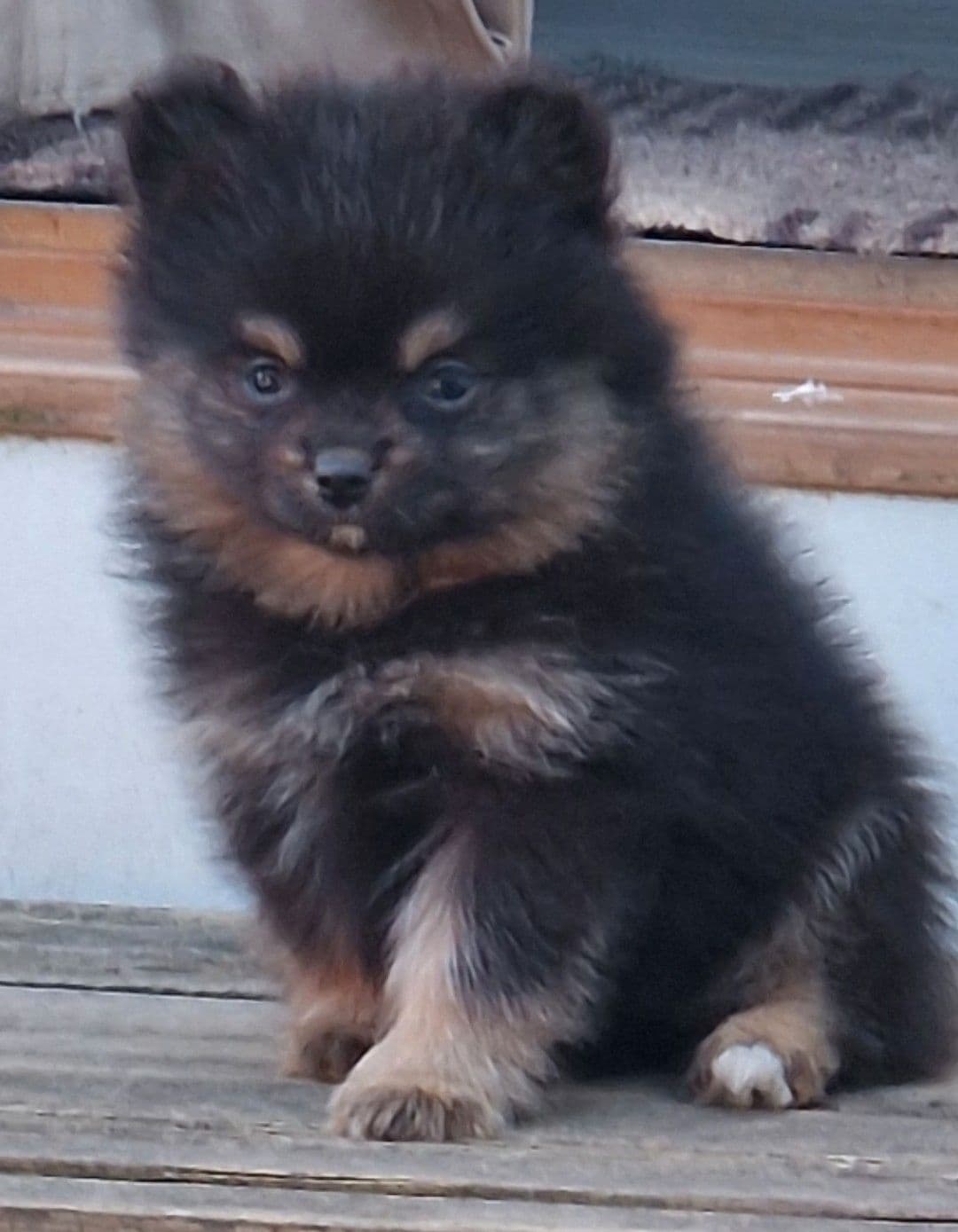 Pomeranian gutt  m/ stamtavle selges