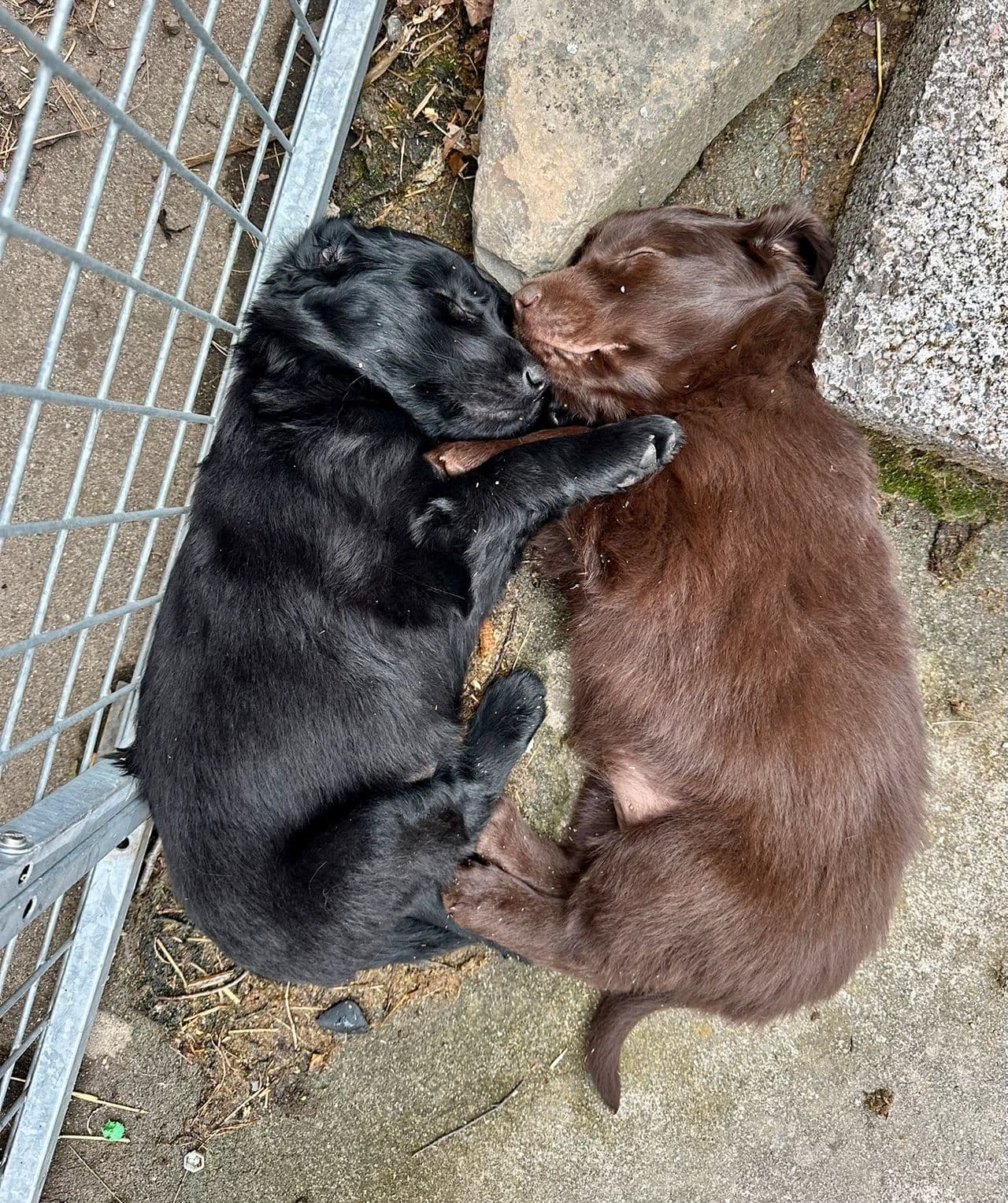 Flatcoat flat coated retriever valper hann og tispe.