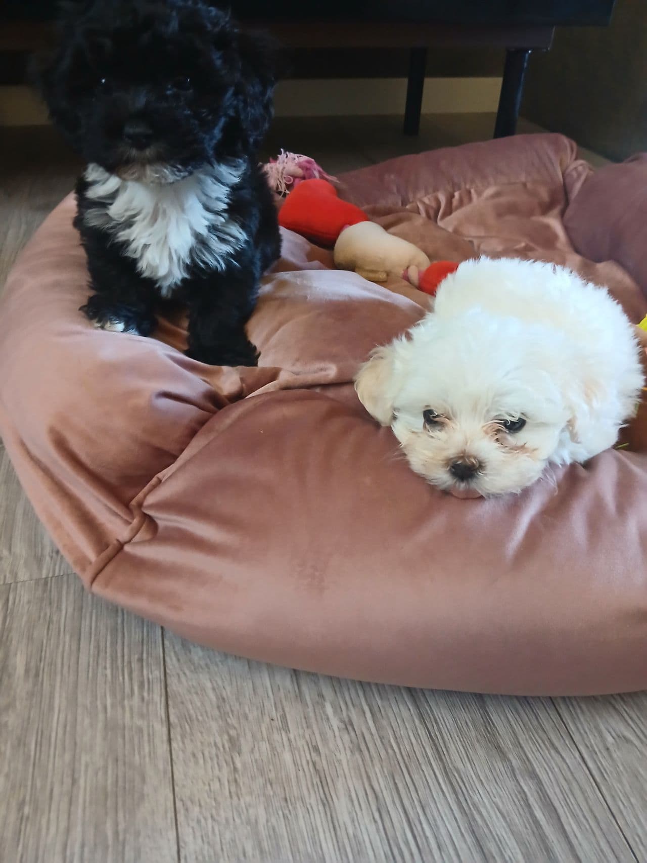 Bichon Havanais valper