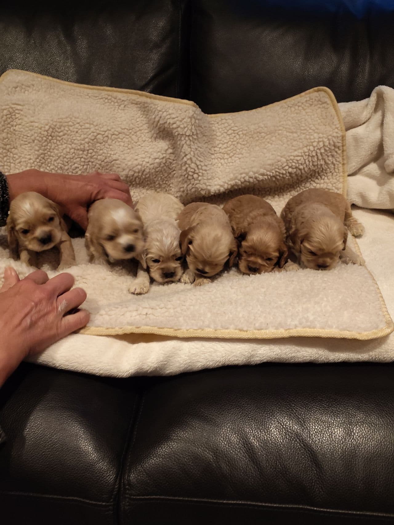 Nydelige Amerikansk cocker spaniel valper selges.
