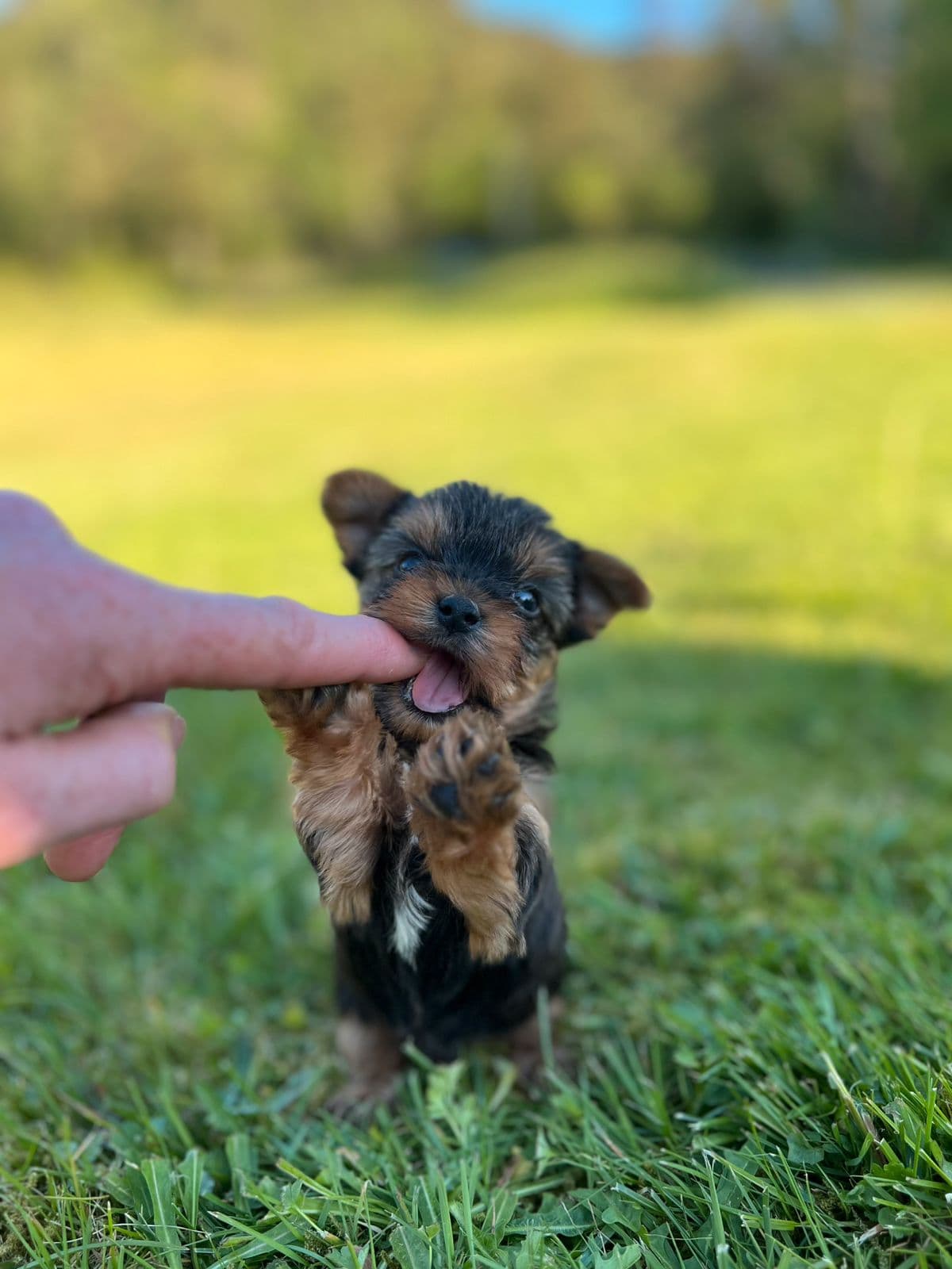 Yorkshire terrier med NKK stamtavle
