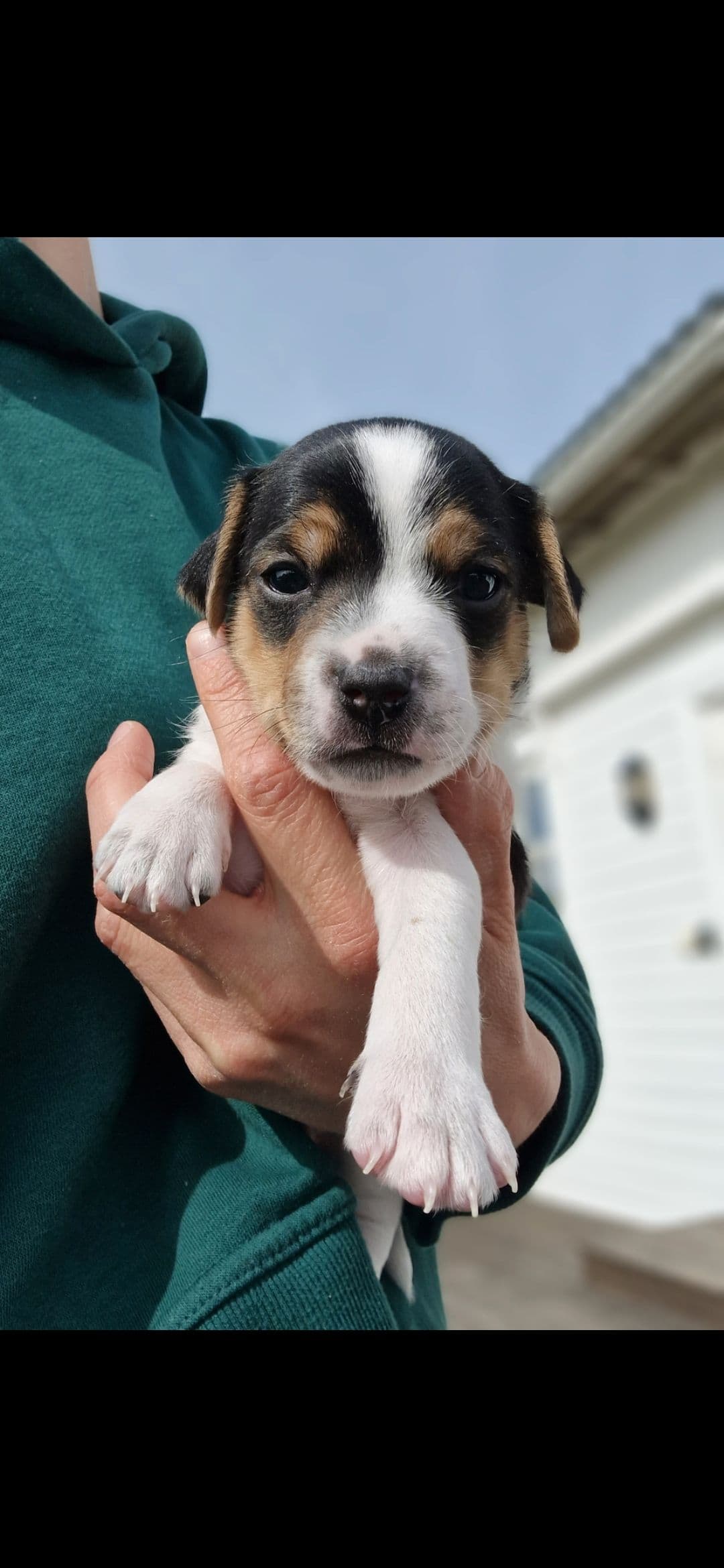 Sjarmerende Dansk-svensk gårdshunds valper søker nye hjem❤️🐾