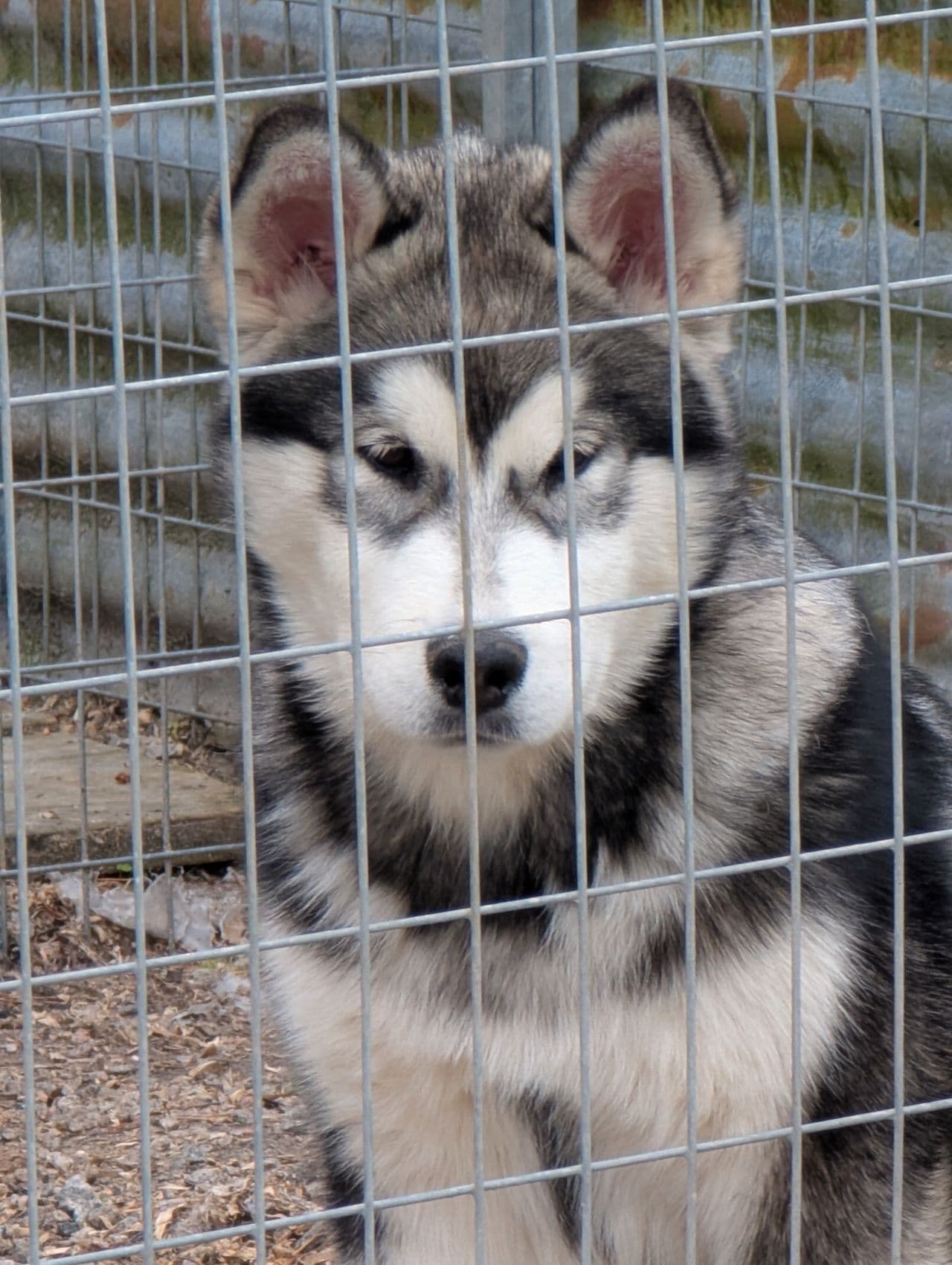 Alaskan malamute tispe