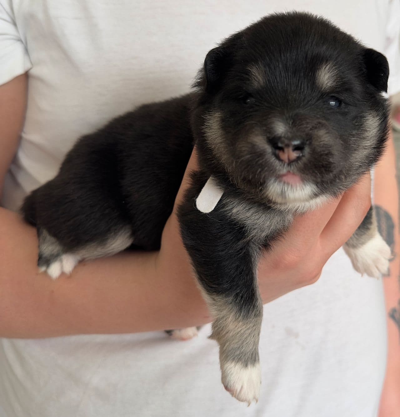 Finsk lapphund valper