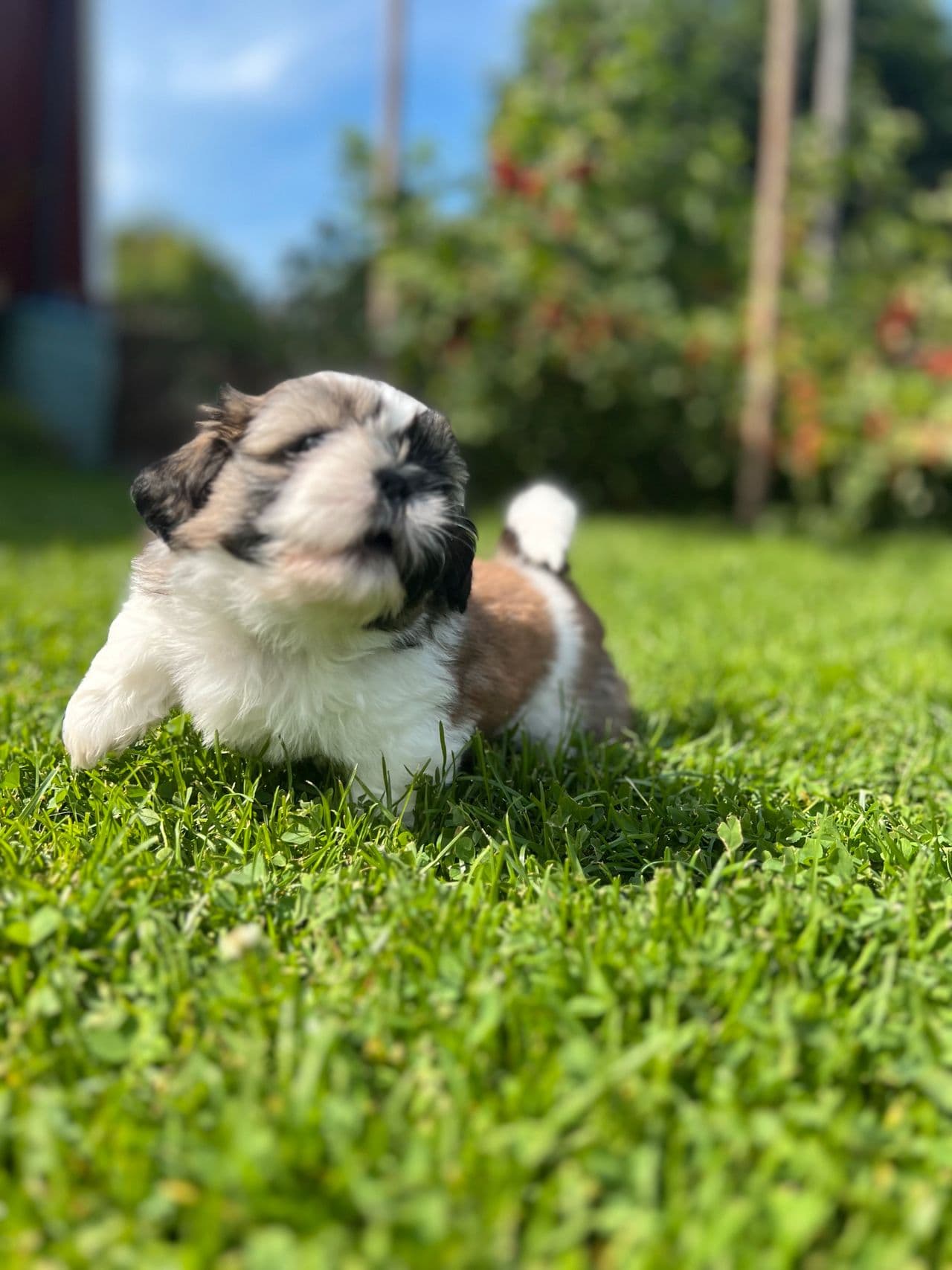 Shih tzu tispe