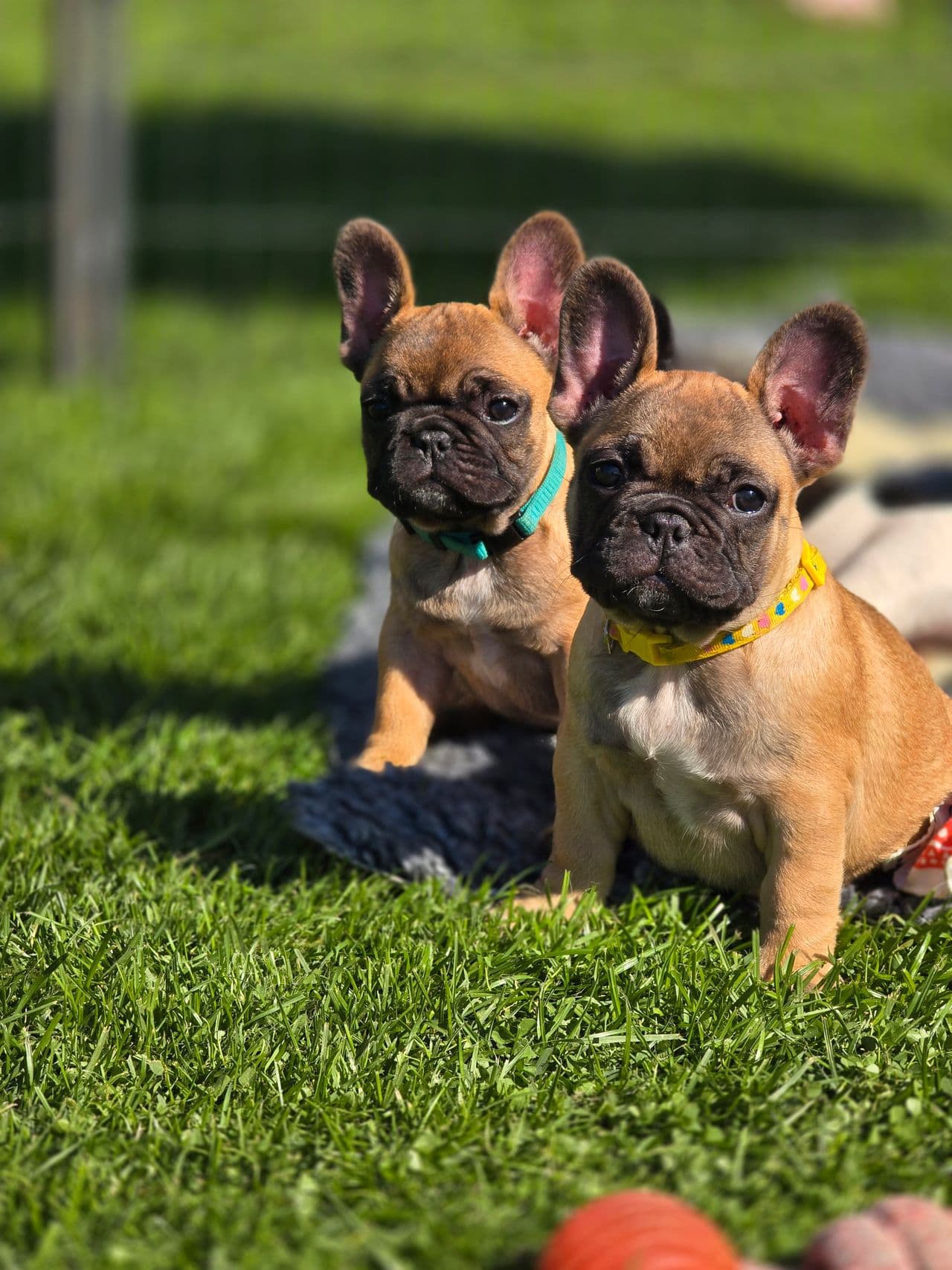 Fransk Bulldog valper