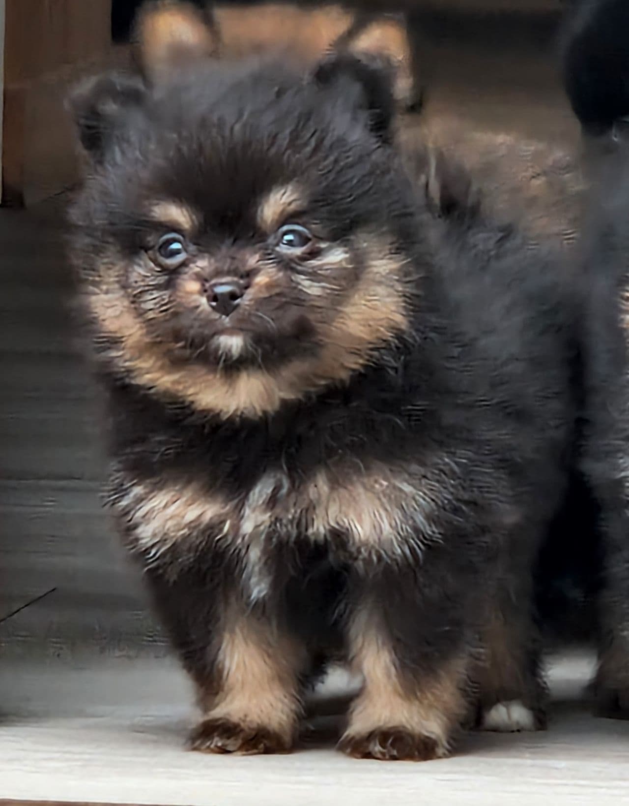 5 leveringsklare pomeranian valper m/ stamtavle  selges
