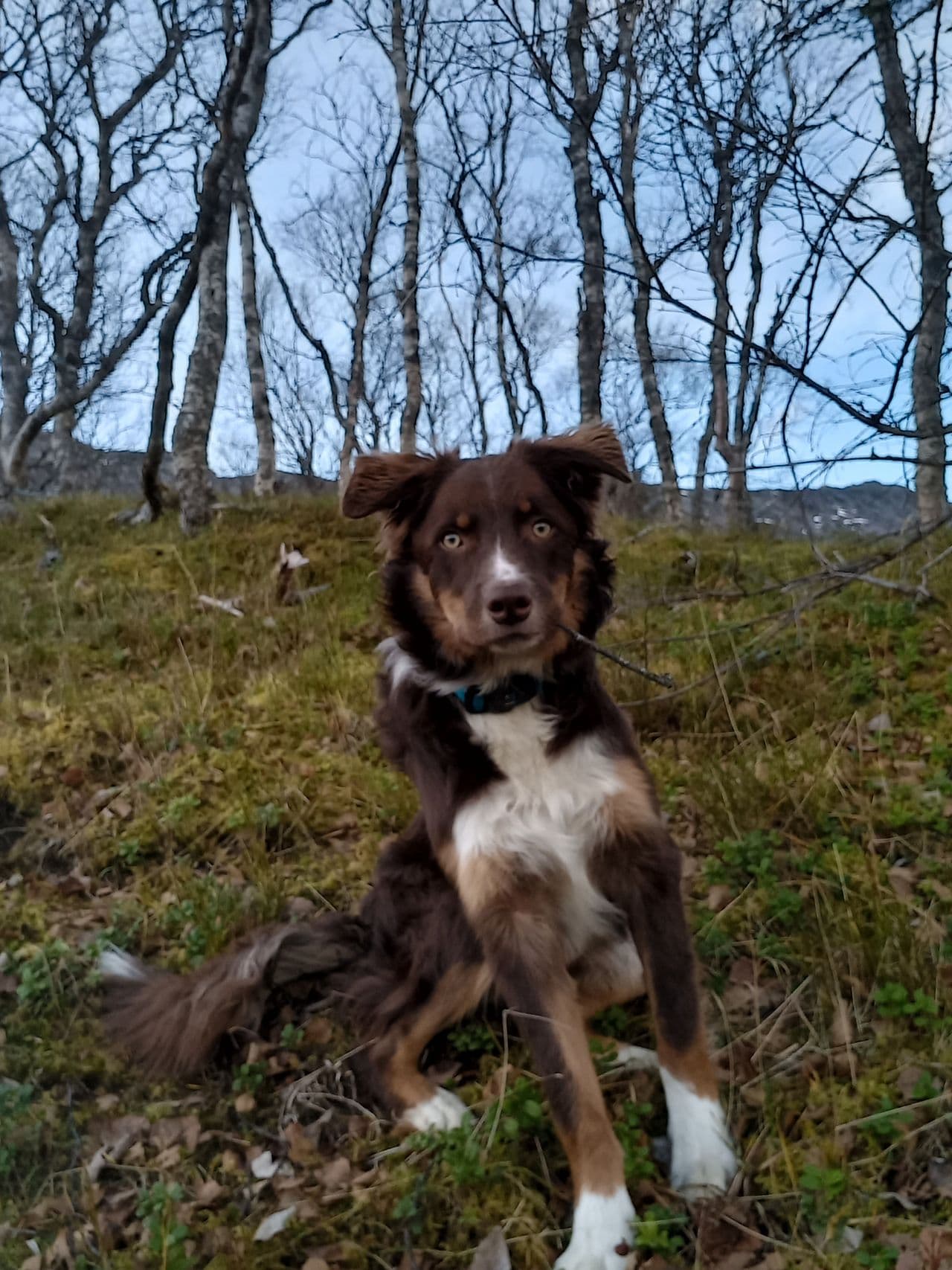 Border collie hanne (kastrert)