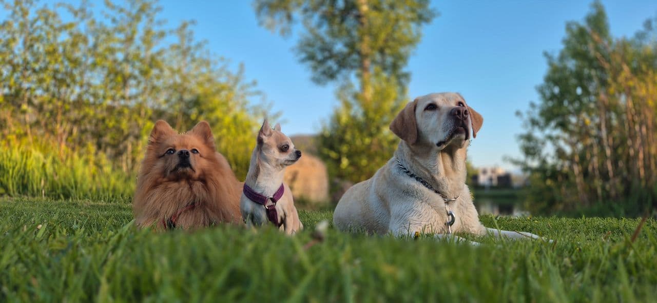 Labradortispe på snart 6 år søker sitt for-alltid-hjem❤️