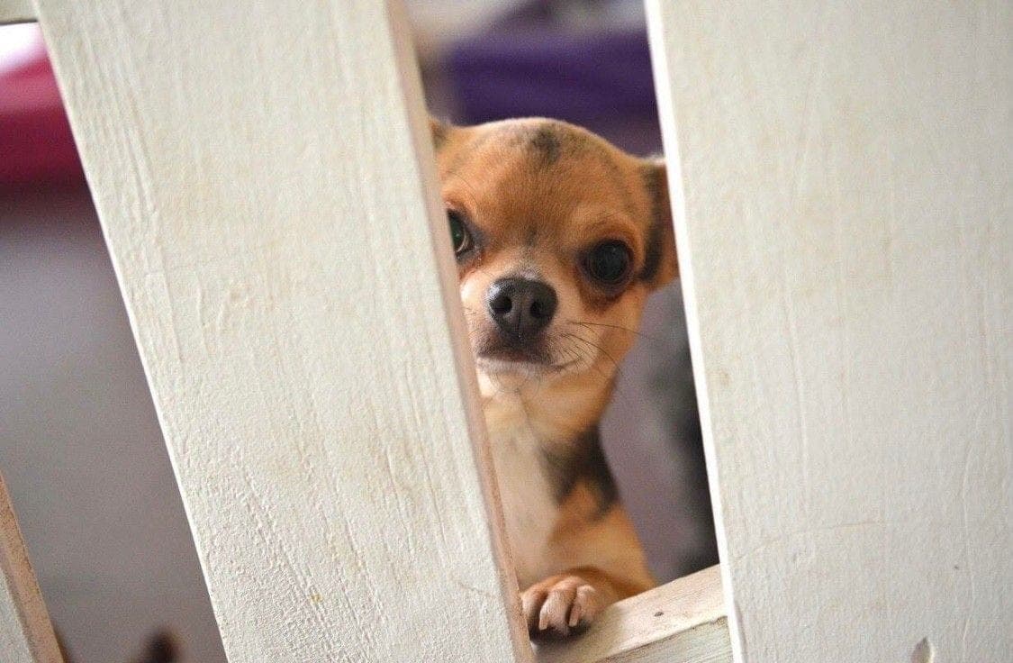 Hundepass/Avlastning for renraset Chihuahua