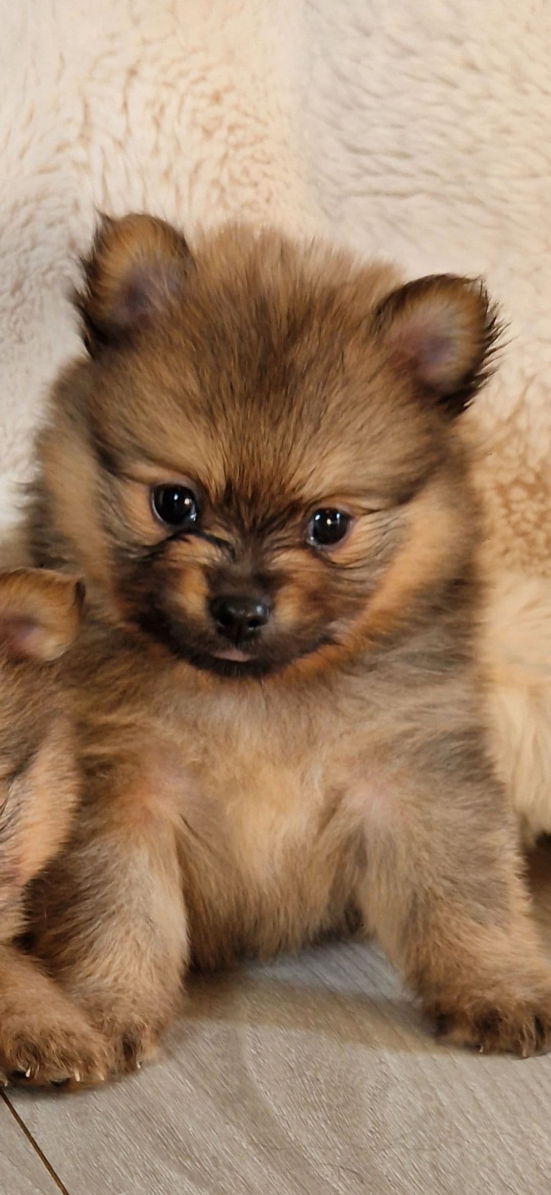 NKK Reg pomeranian gutt selges
