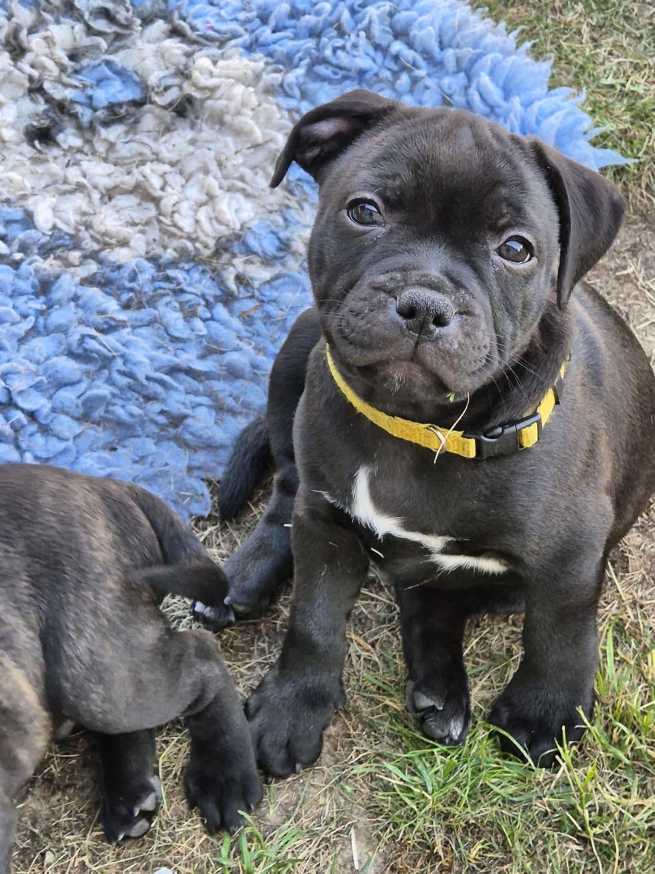 Staffordshire Bull terrier valp - 8uker hann