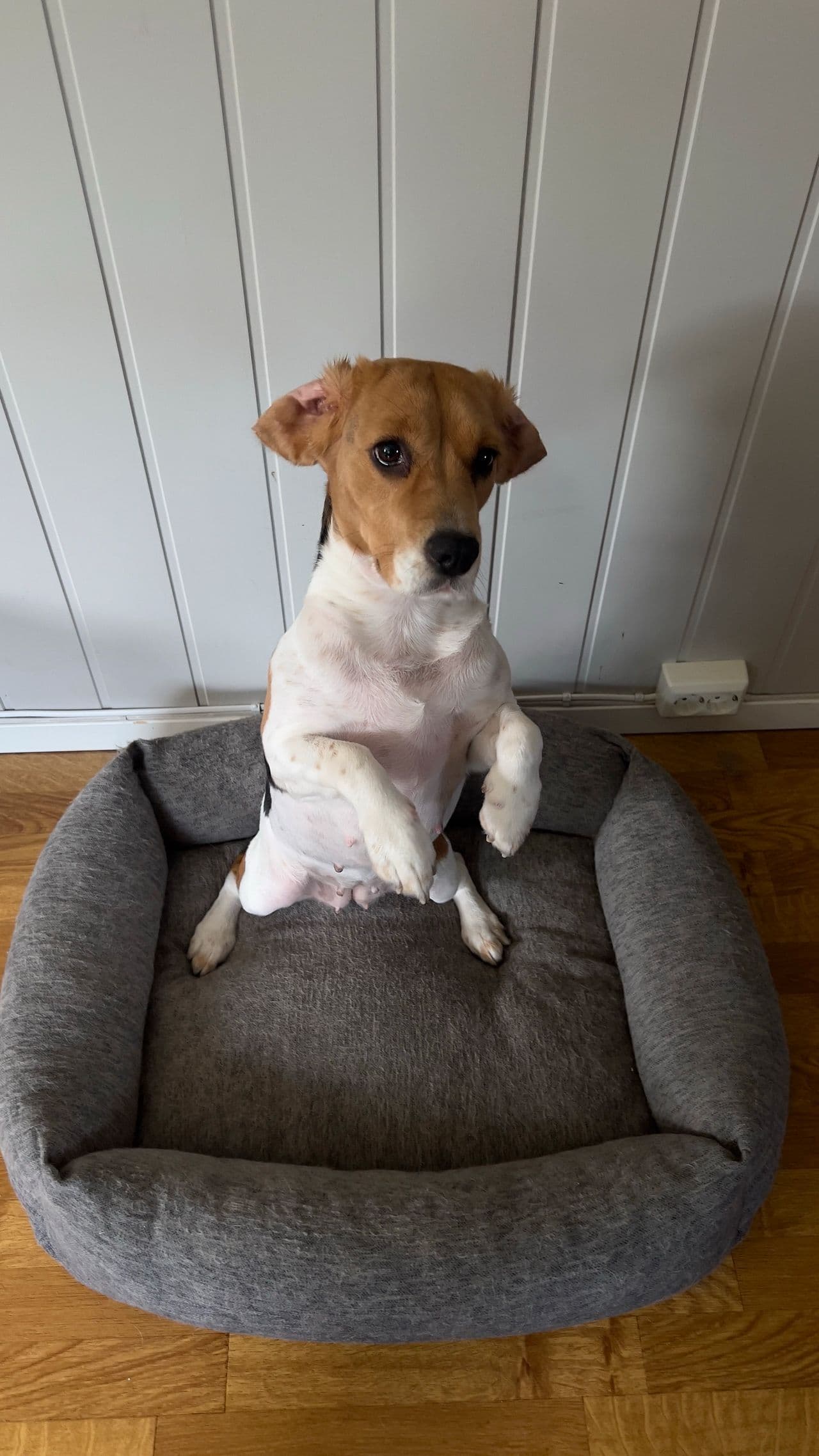 Ukastrert beagle trenger sårt nytt hjem!
