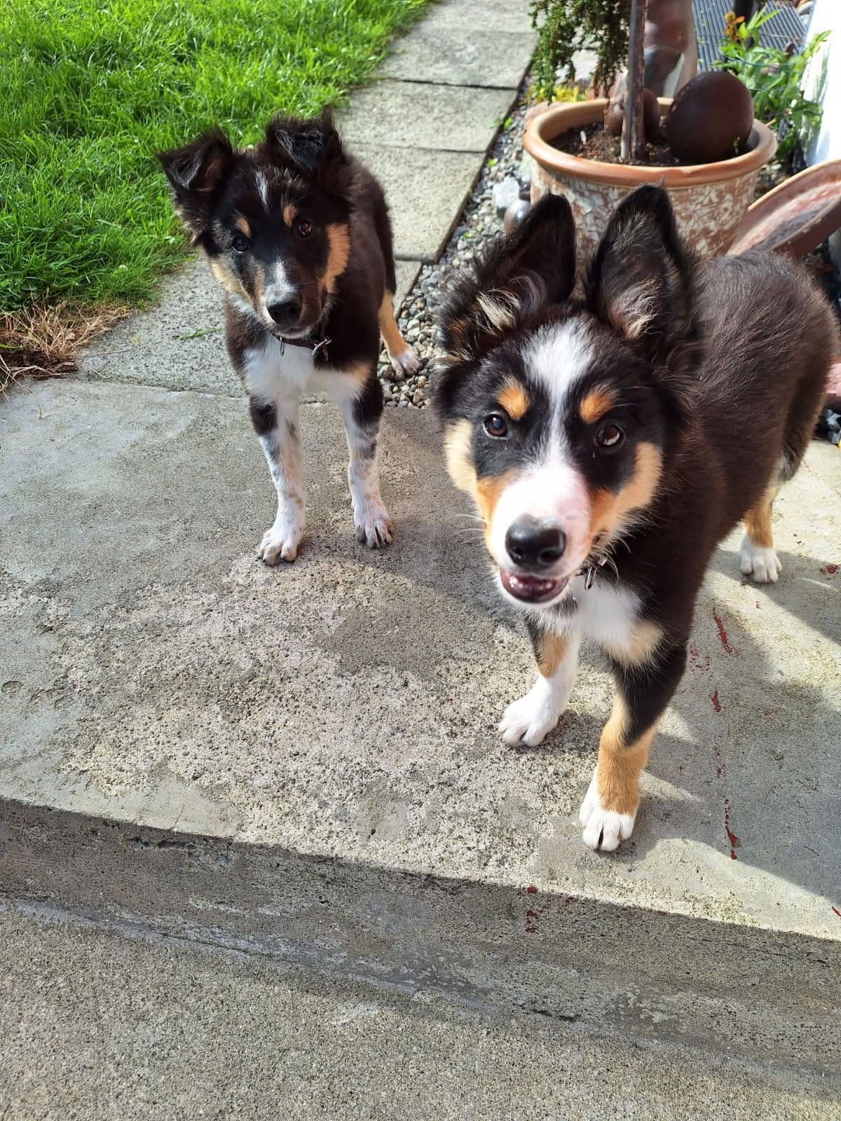 Border Collie valper selges