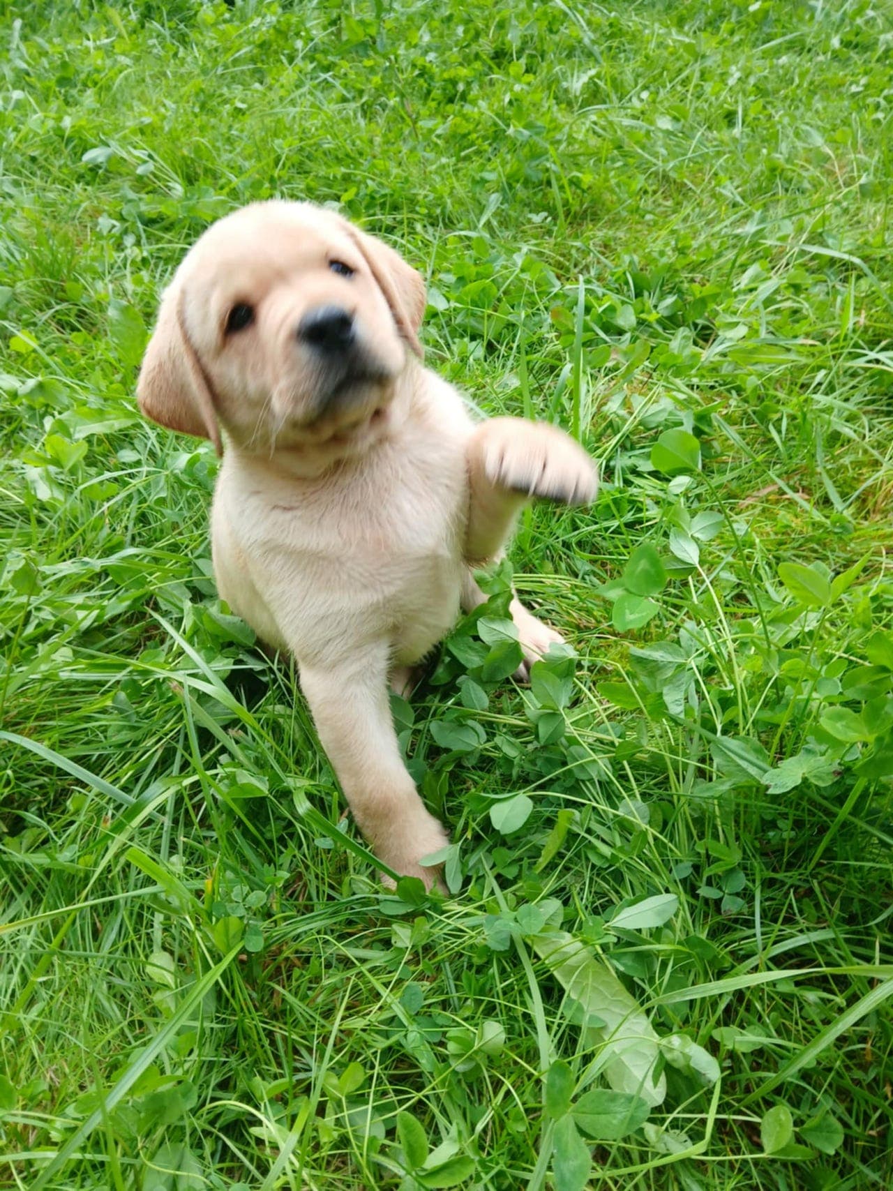 Labrador retriver valper