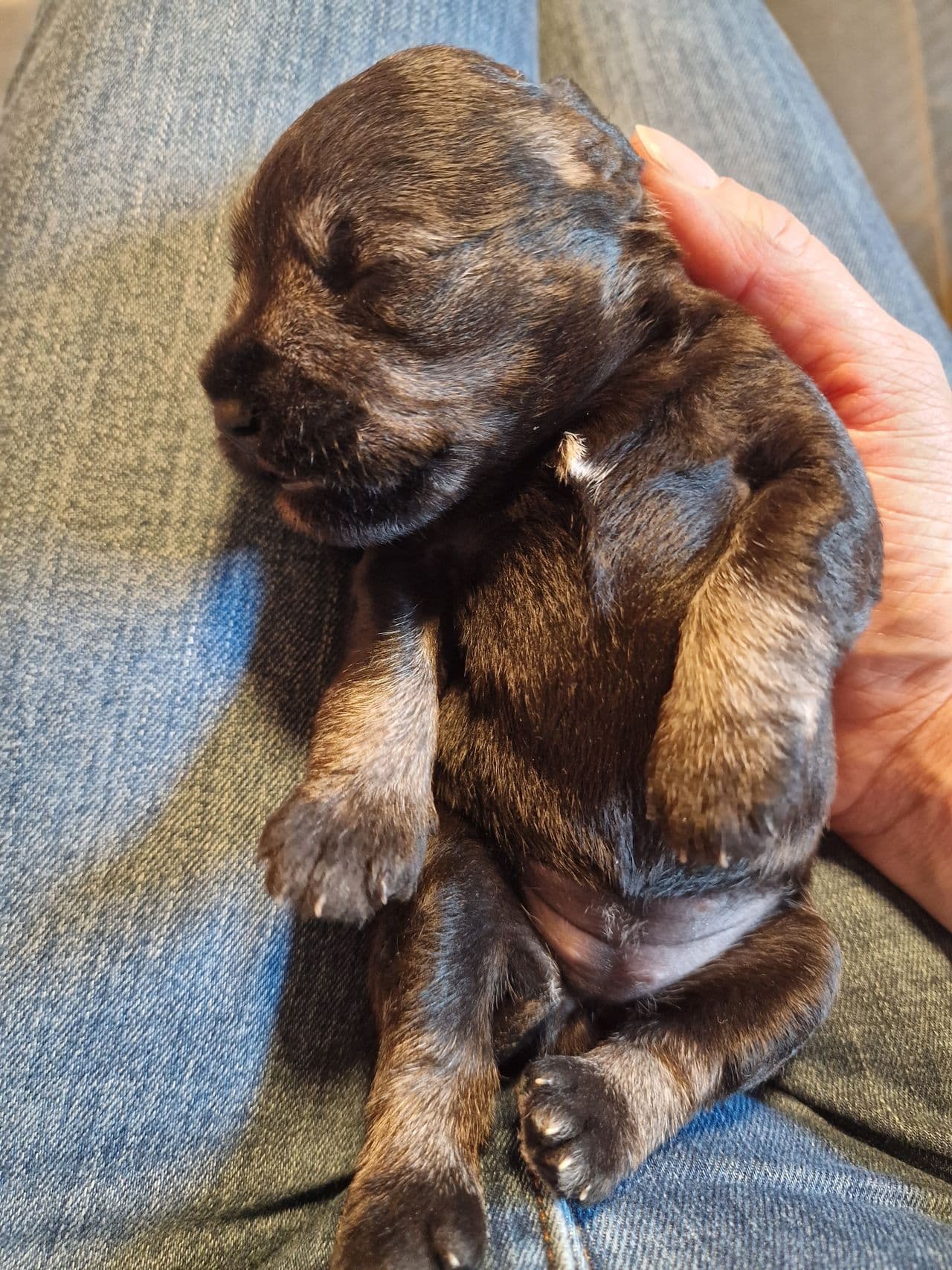 Dvergschnauzer valper salt pepper