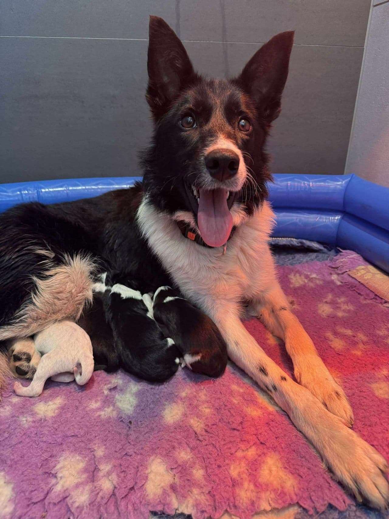 Border Collie valper