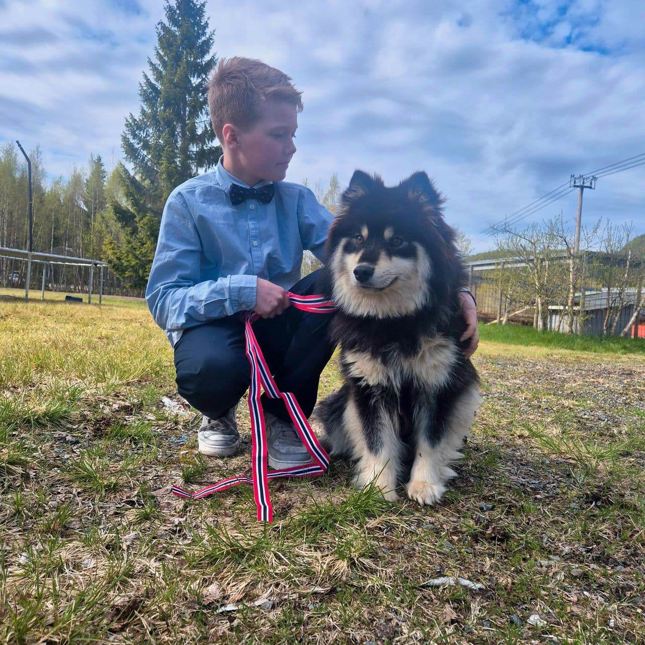 Finsk lapphund valper