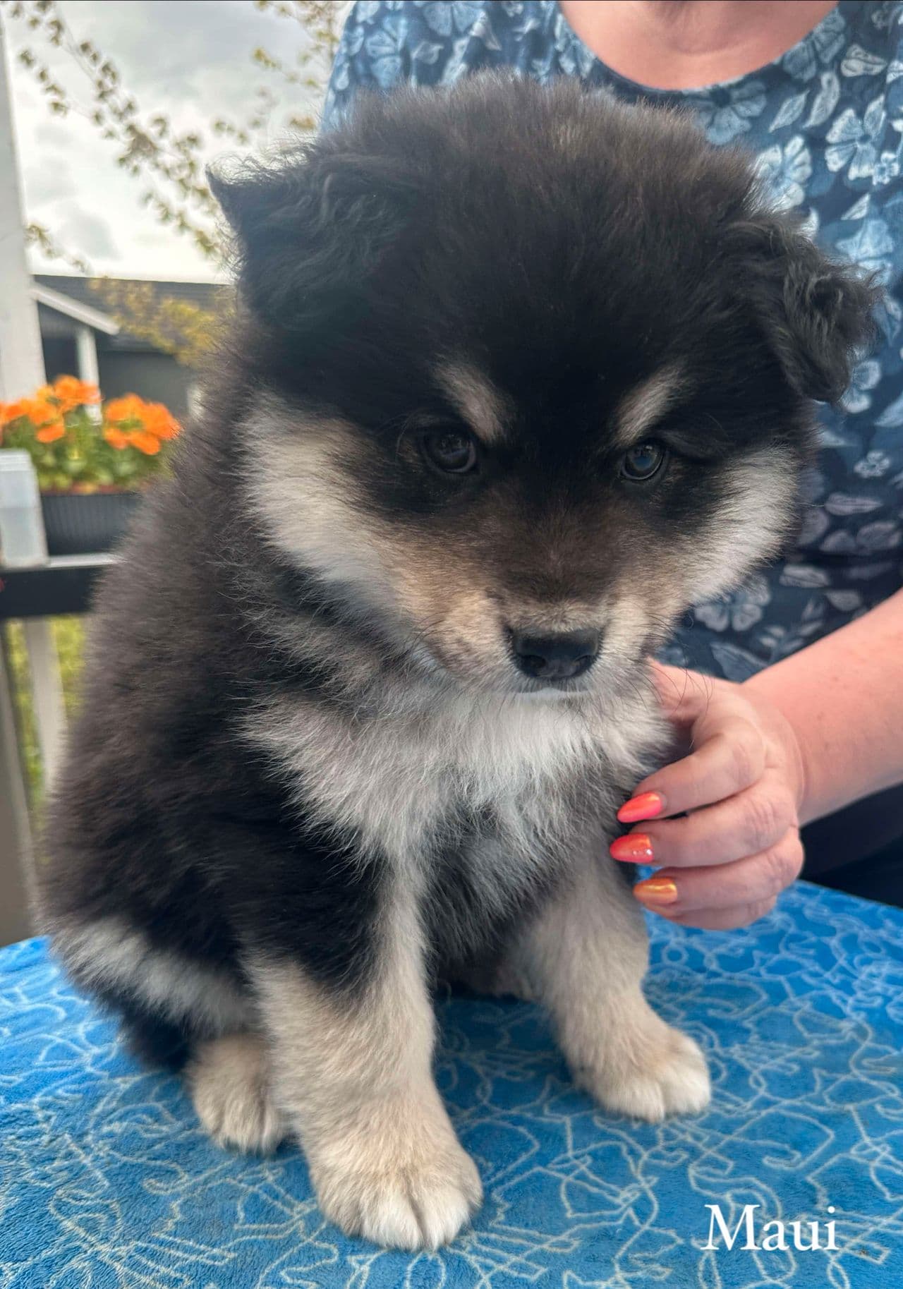 Finsk lapphund, leveringsklar guttevalp