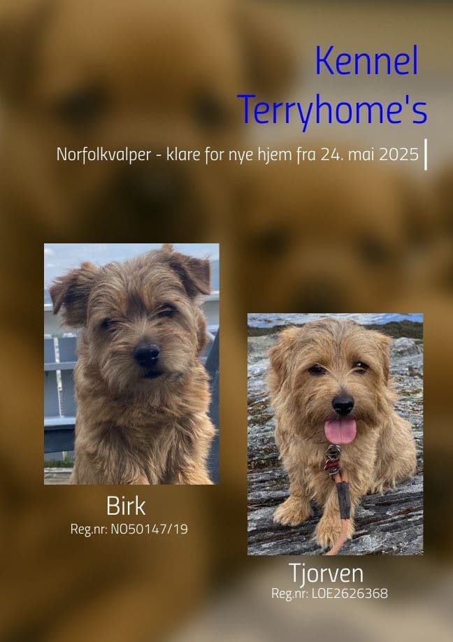 Norfolkterrier