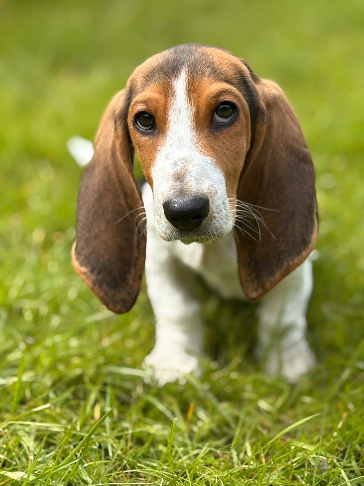 Basset Artesien Normand valp leveringsklar