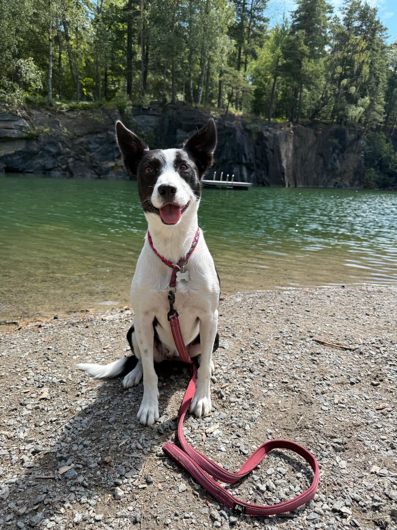 Border Collie Tispe💕