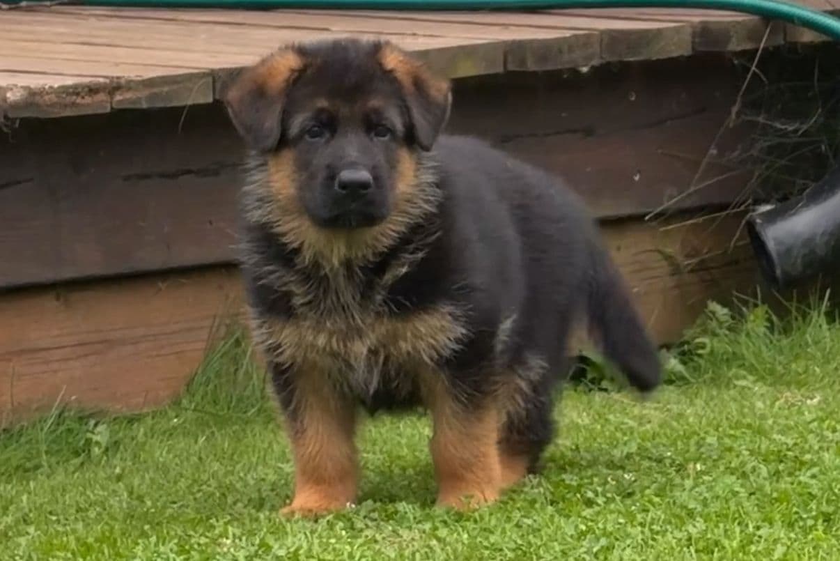 Herlige kraftfulle og pigmentsterke Schæfer valper selges🐾