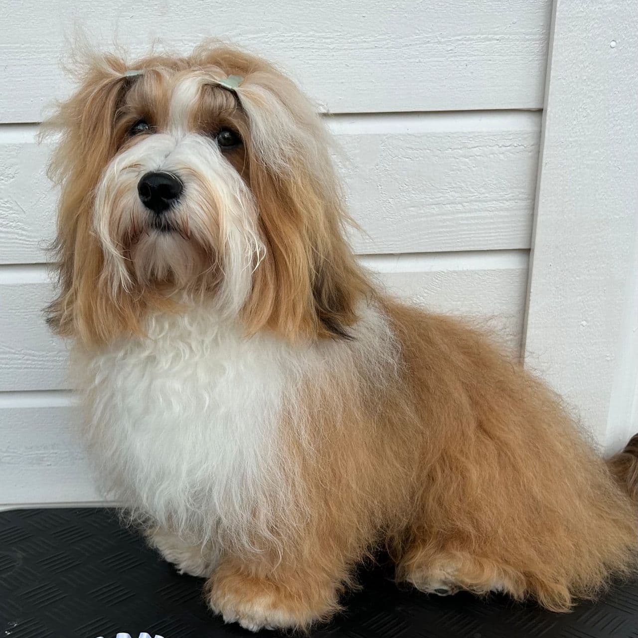 BICHON HAVANAIS VALPER VENTES