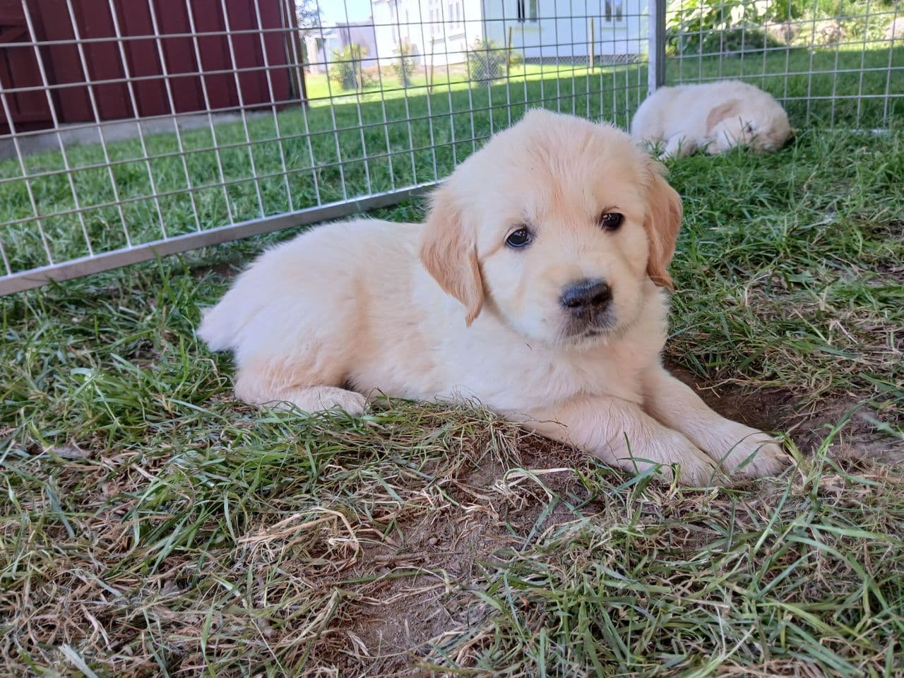 Golden Retriever valper leveringsklare 03.08.25, Engelsk far