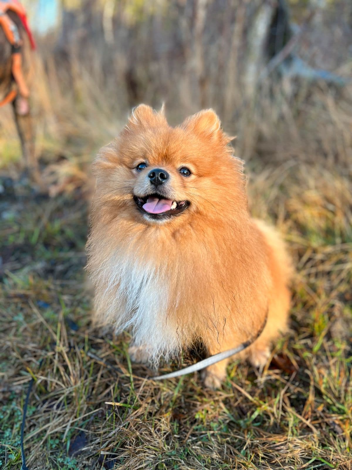 Georg (Pomeranian) søker nytt hjem grunnet allergi.