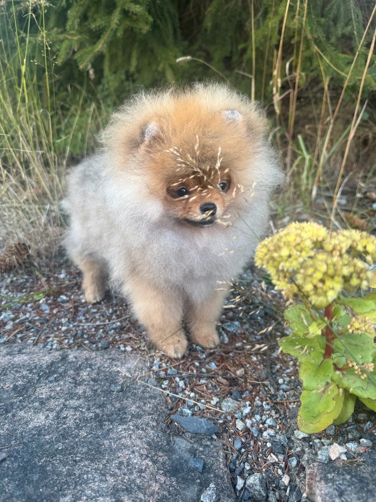 Pomeranian hannhund
