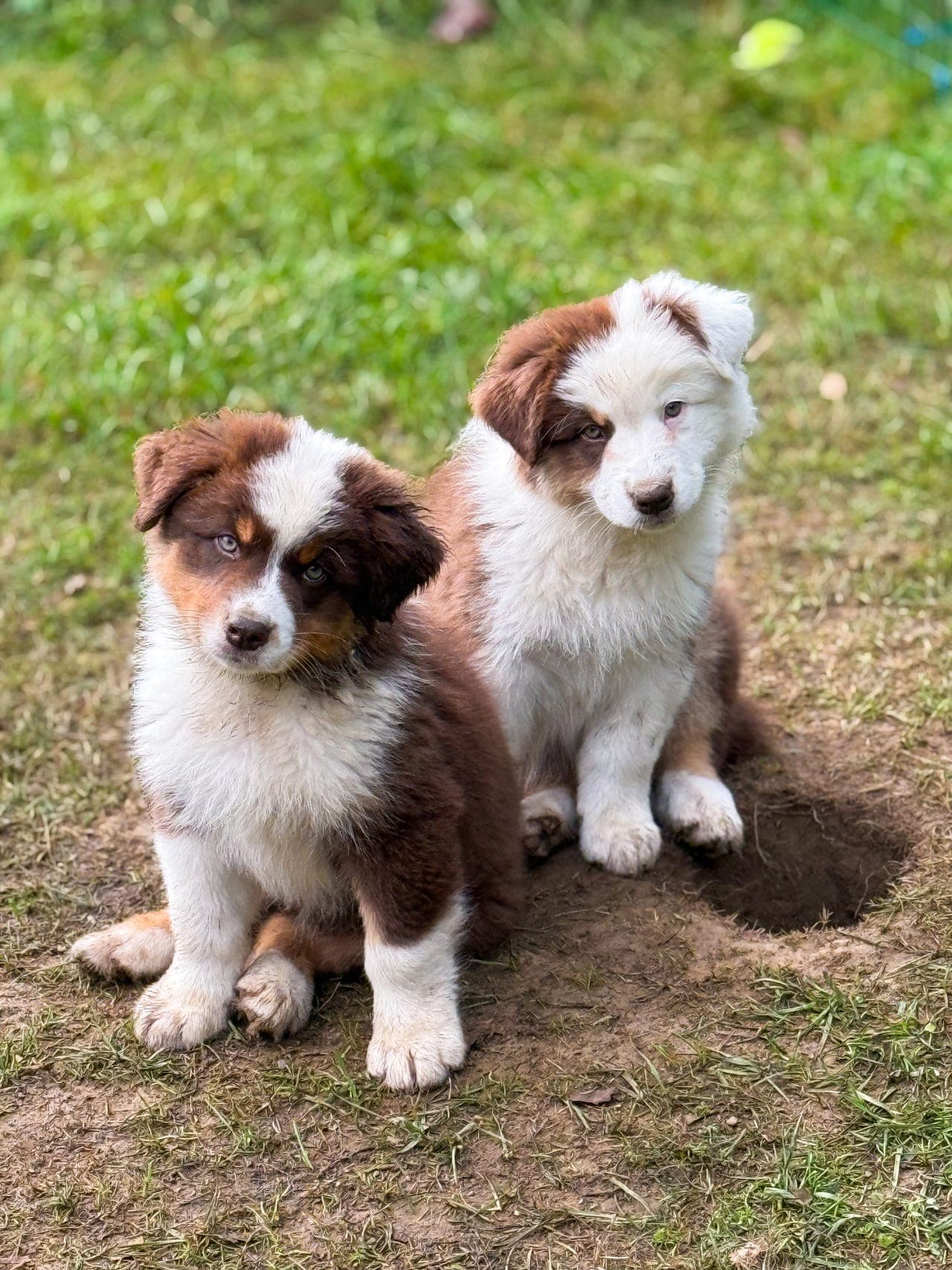 Australian Shepherd hannvalp