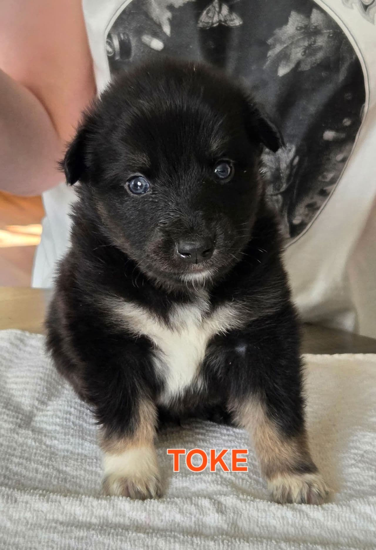 Lapsk vallhund