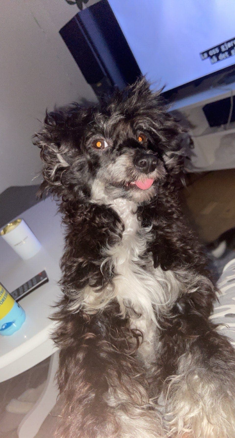 Chinese Crested Powder Puff - Omplassering