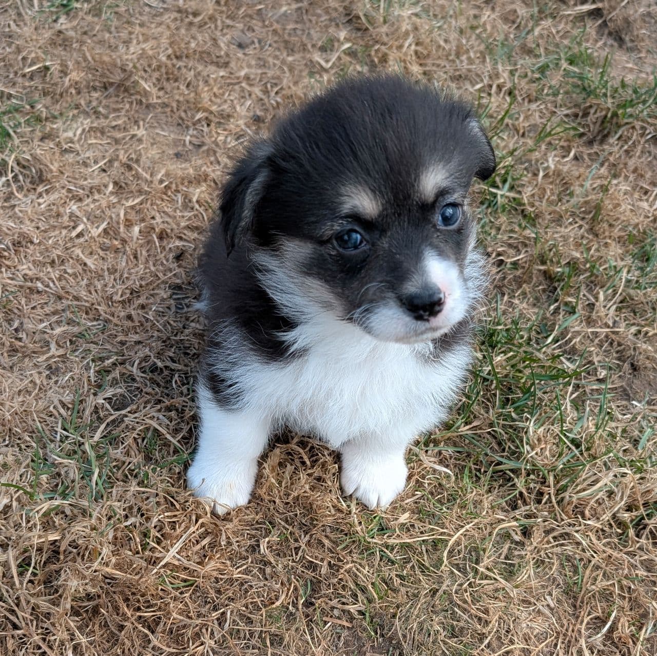 Welsh Corgi Pembroke valper