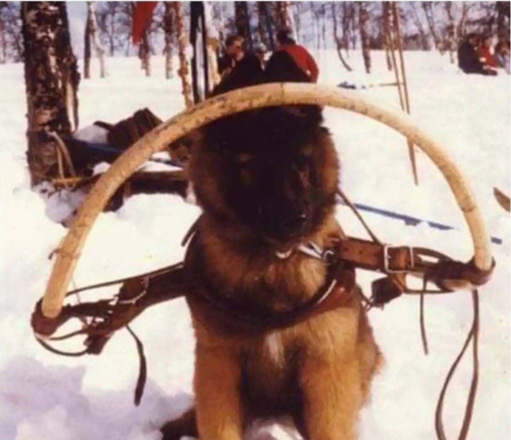 Tervueren valper våren 2026.