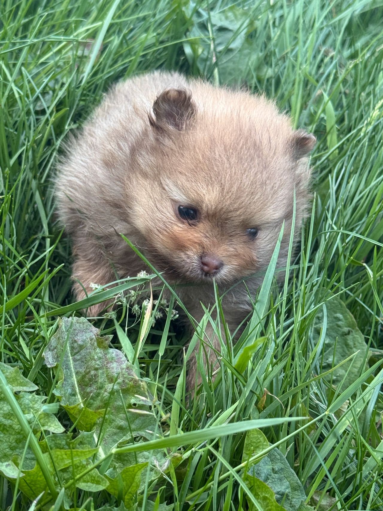 🐶 Skjønn Pomeranian- gutt 💎 – Leveringsklar 10. juli  – med NKK stamtavle 🏡
