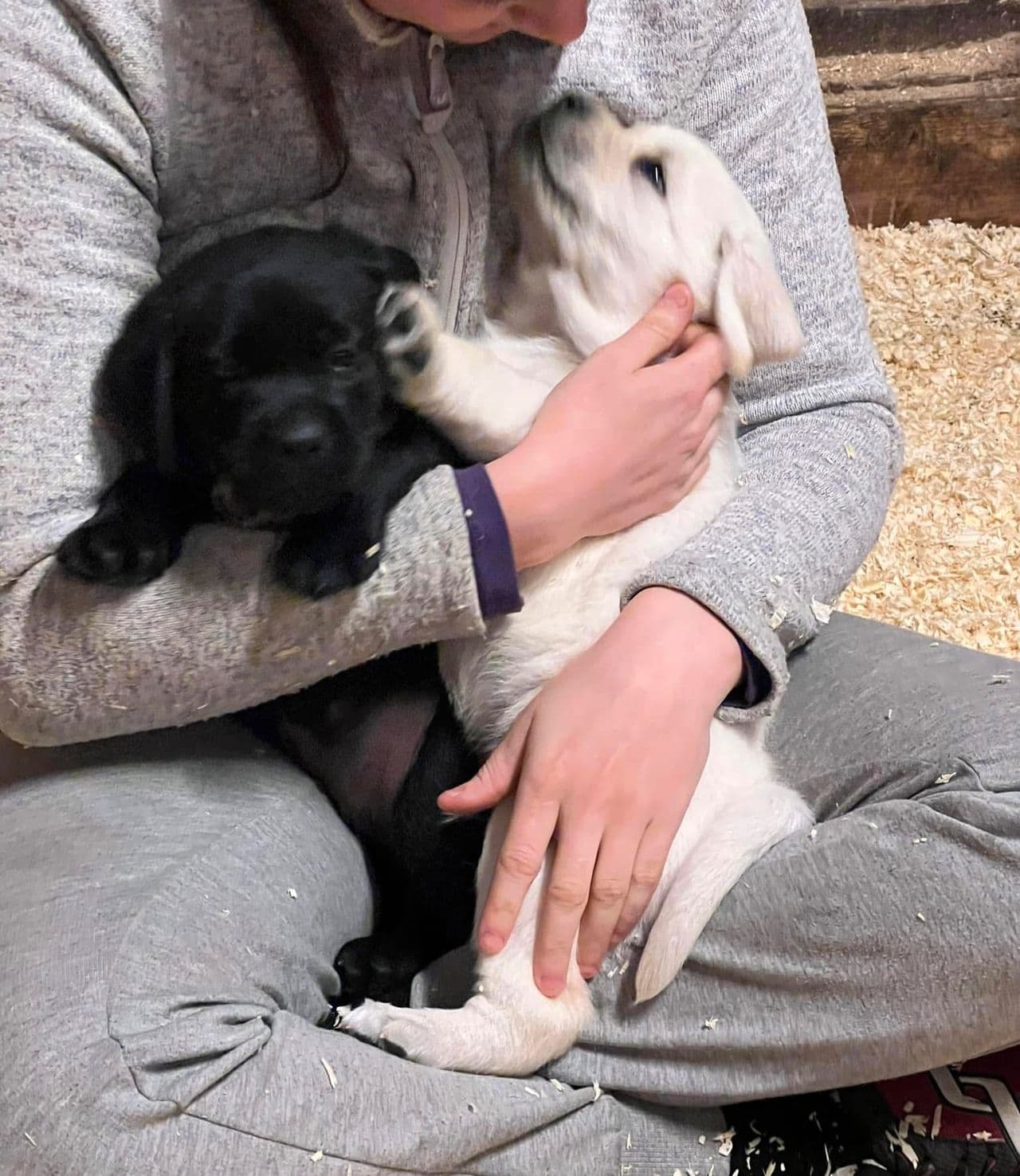 Labrador valper ventes
