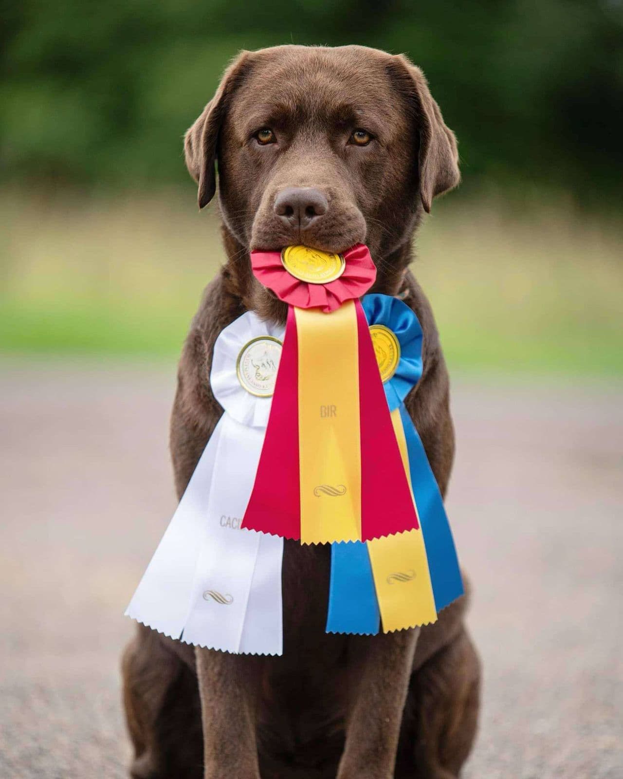 Labrador valper selges!
