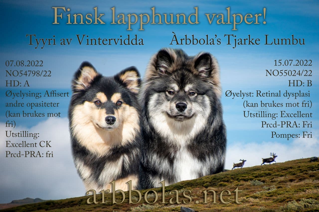 Finsk lapphund valper