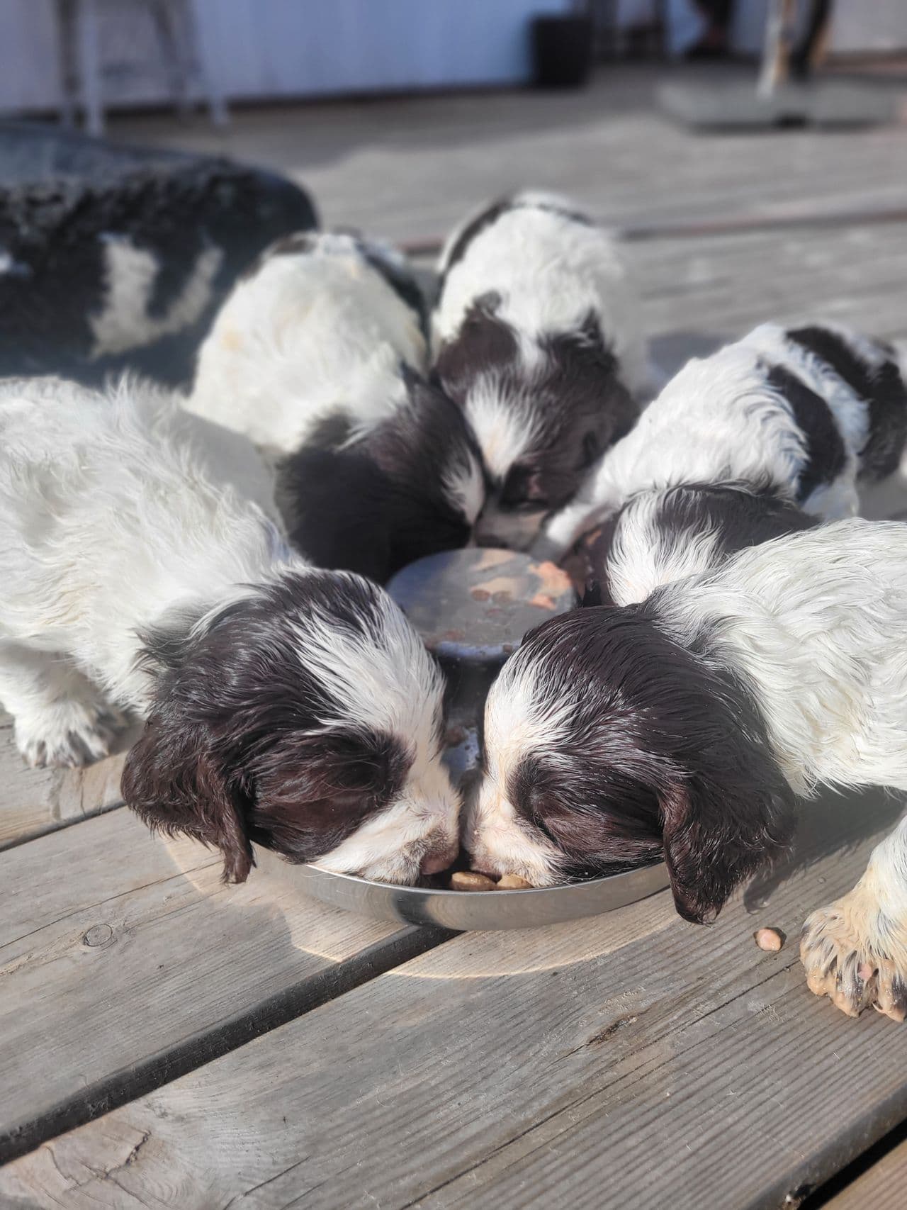 Engelsk Springer Spaniel valper